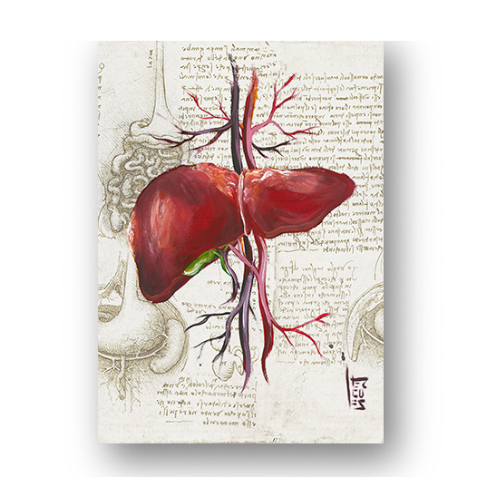 Quadro pôster anatomia: Fígado coleção Leonardo Da Vinci
