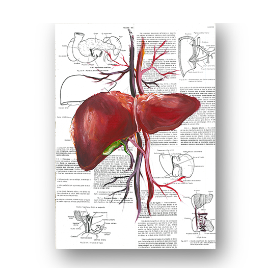 Quadro pôster anatomia: Fígado Página Livro