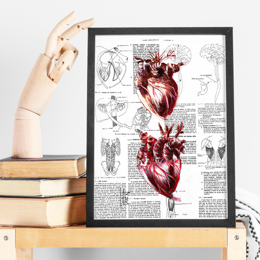 Quadro pôster anatomia dois coração página de livro ao fundo