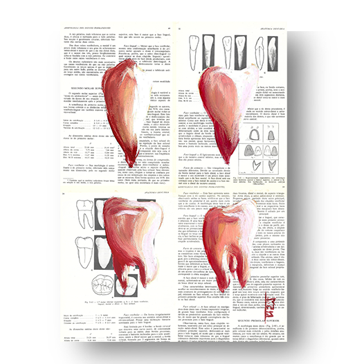 Quadro pôster anatomia Odonto: Canino, Incisivo, Pré-molar e Molar