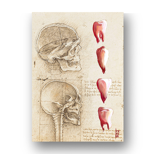 Quadro pôster anatomia Odonto Coleção Leonardo Da Vinci: Canino, Incisivo, Pré-molar e Molar