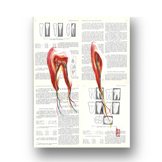 Quadro pôster anatomia Odonto