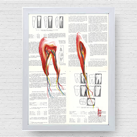 Quadro pôster anatomia Odonto