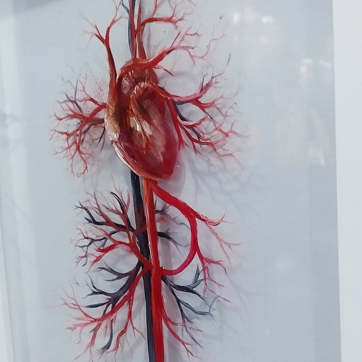 Quadro Decorativo Anatomia – Sistema Vascular com Coração - cardiologia | Pintura Original™