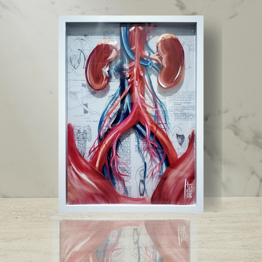 Quadro Anatomia: Pintura original  sistema rins com vasos sanguíneos