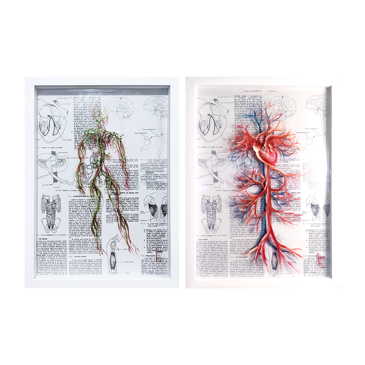 Ensemble de peinture d'anatomie : système lymphatique et circulatoire et cadre cœur avec artères 