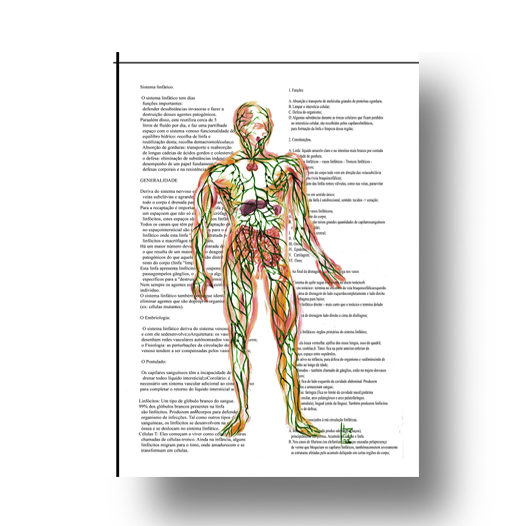 Quadro pôster anatomia sistema linfático fundo branco com texto