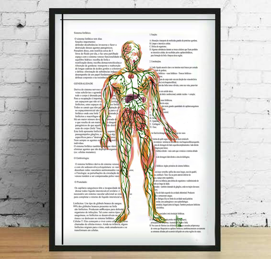 Quadro pôster anatomia sistema linfático fundo branco com texto