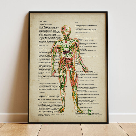 Quadro pôster anatomia sistema linfático papel antigo com texto