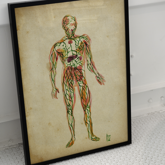 Quadro pôster anatomia sistema linfático papel antigo