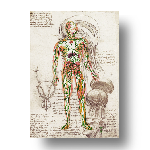 Quadro pôster anatomia sistema linfático Coleção Leonardo Da Vinci