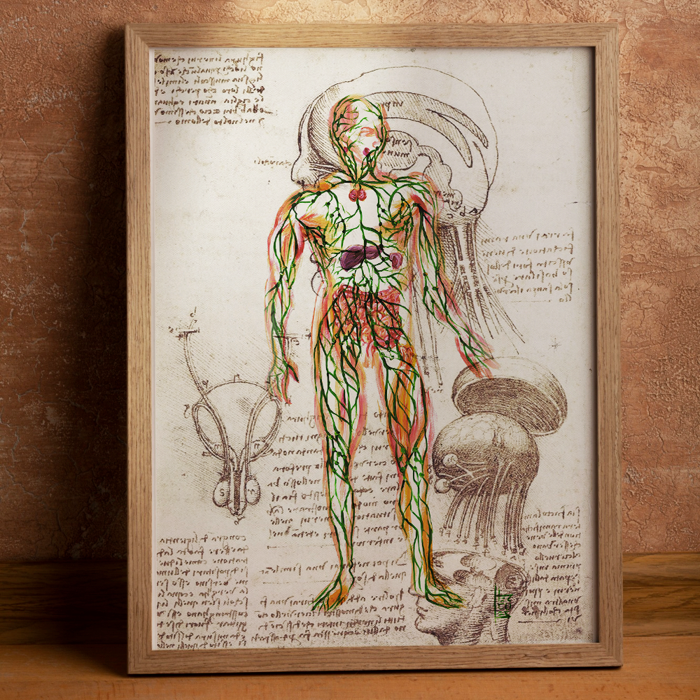 Quadro pôster anatomia sistema linfático Coleção Leonardo Da Vinci