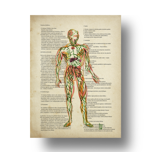 Quadro pôster anatomia sistema linfático papel antigo com texto