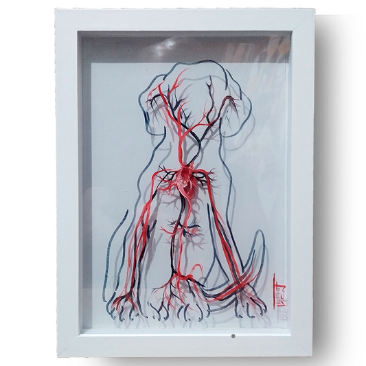 Quadro Anatomia: Pintura original Sistema Vascular com coração Cachorro