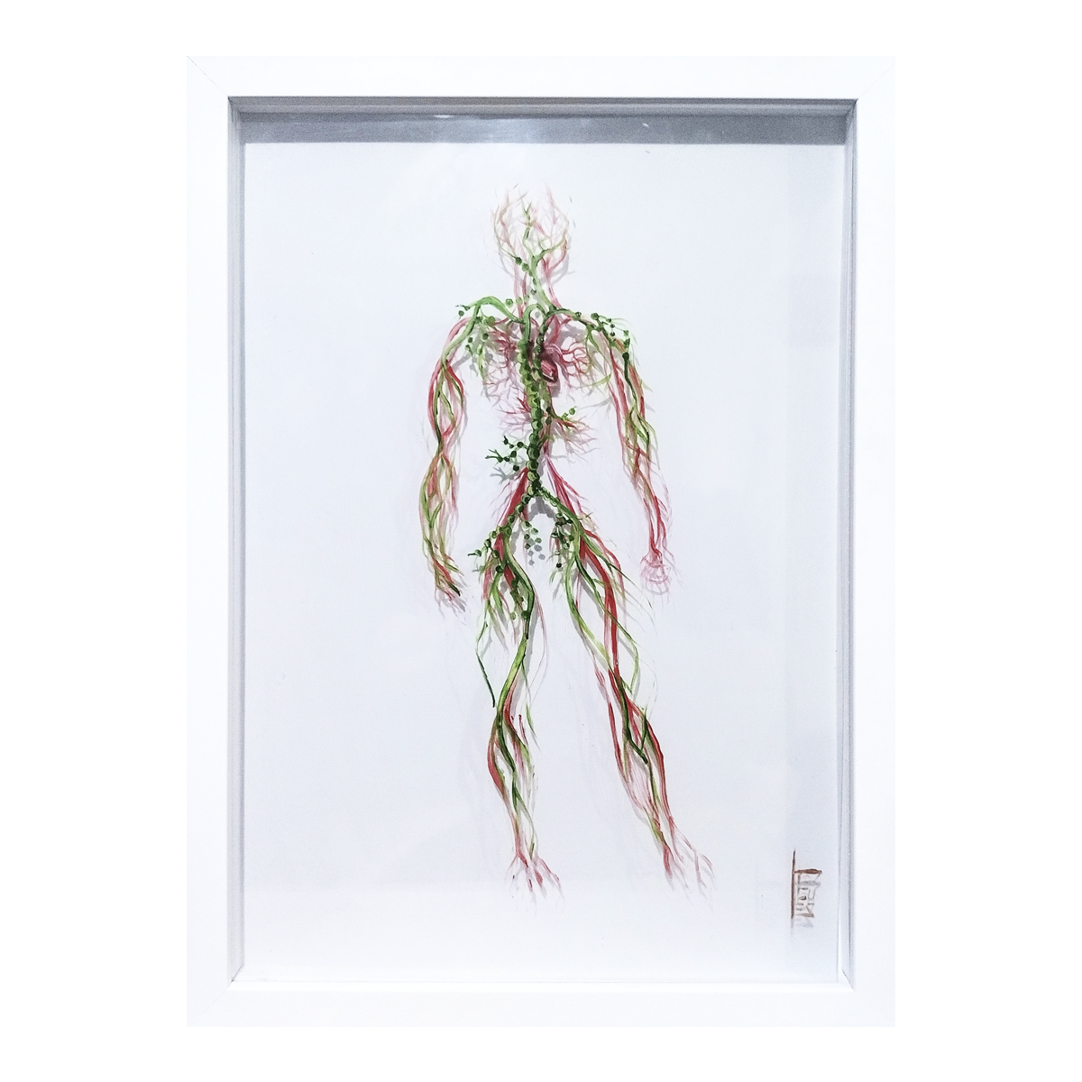 Quadro Pintura Anatomia: Sistema linfático e circulatório fundo branco