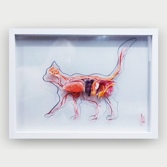 Quadro Veterinário: Pintura original anatomia Gato