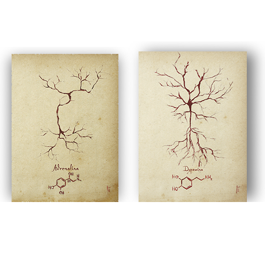 Quadro pôster anatomia neurotransmissor Adrenalina e Dopamina