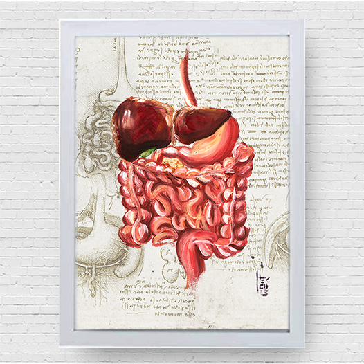 Quadro pôster anatomia: Sistema digestório coleção Leonardo Da Vinci