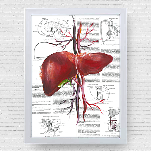 Quadro pôster anatomia: Fígado Página Livro