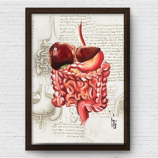 Quadro pôster anatomia: Sistema digestório coleção Leonardo Da Vinci