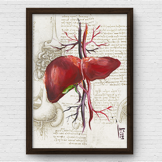 Quadro pôster anatomia: Fígado coleção Leonardo Da Vinci