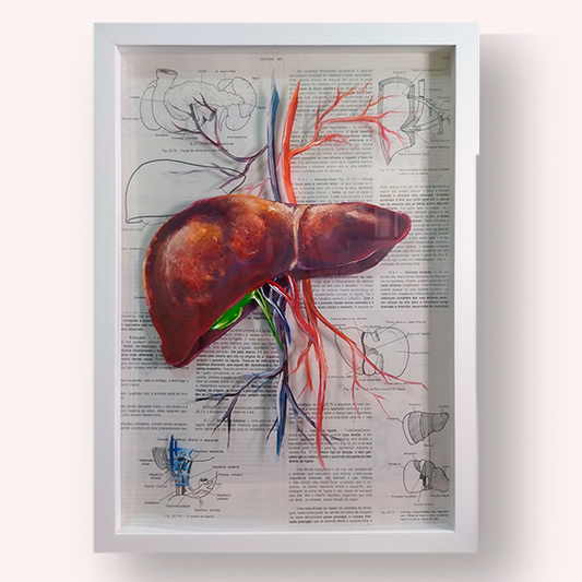 Quadro Anatomia: Pintura original Fígado com parte sistema sanguíneo fundo página de livro