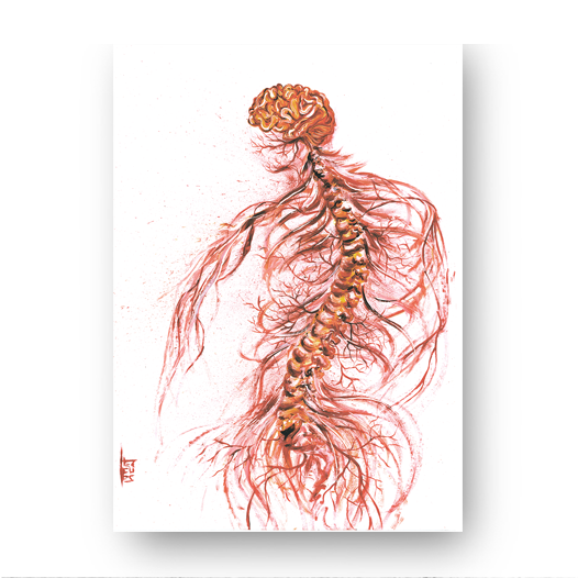 Quadro pôster anatomia: Sistema Nervoso com coluna