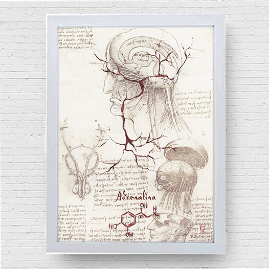 Quadro pôster anatomia Coleção Leonardo Da Vinci: Neurotransmissor adrenalina com fórmula molecular