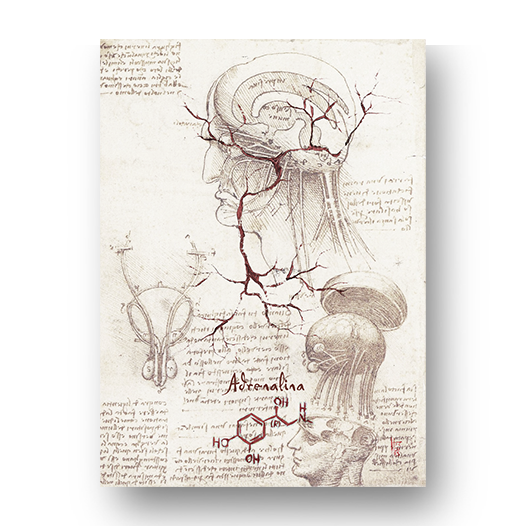 Quadro pôster anatomia Coleção Leonardo Da Vinci: Neurotransmissor adrenalina com fórmula molecular