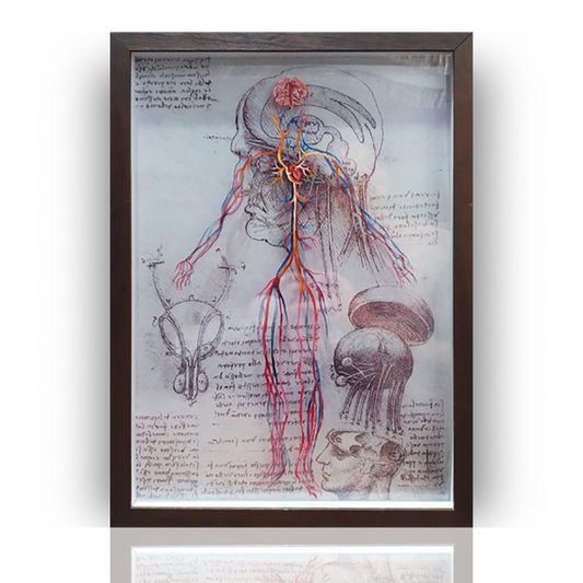 Pintura Anatomia: Sistema Vascular: Coleção Leonardo Da Vinci