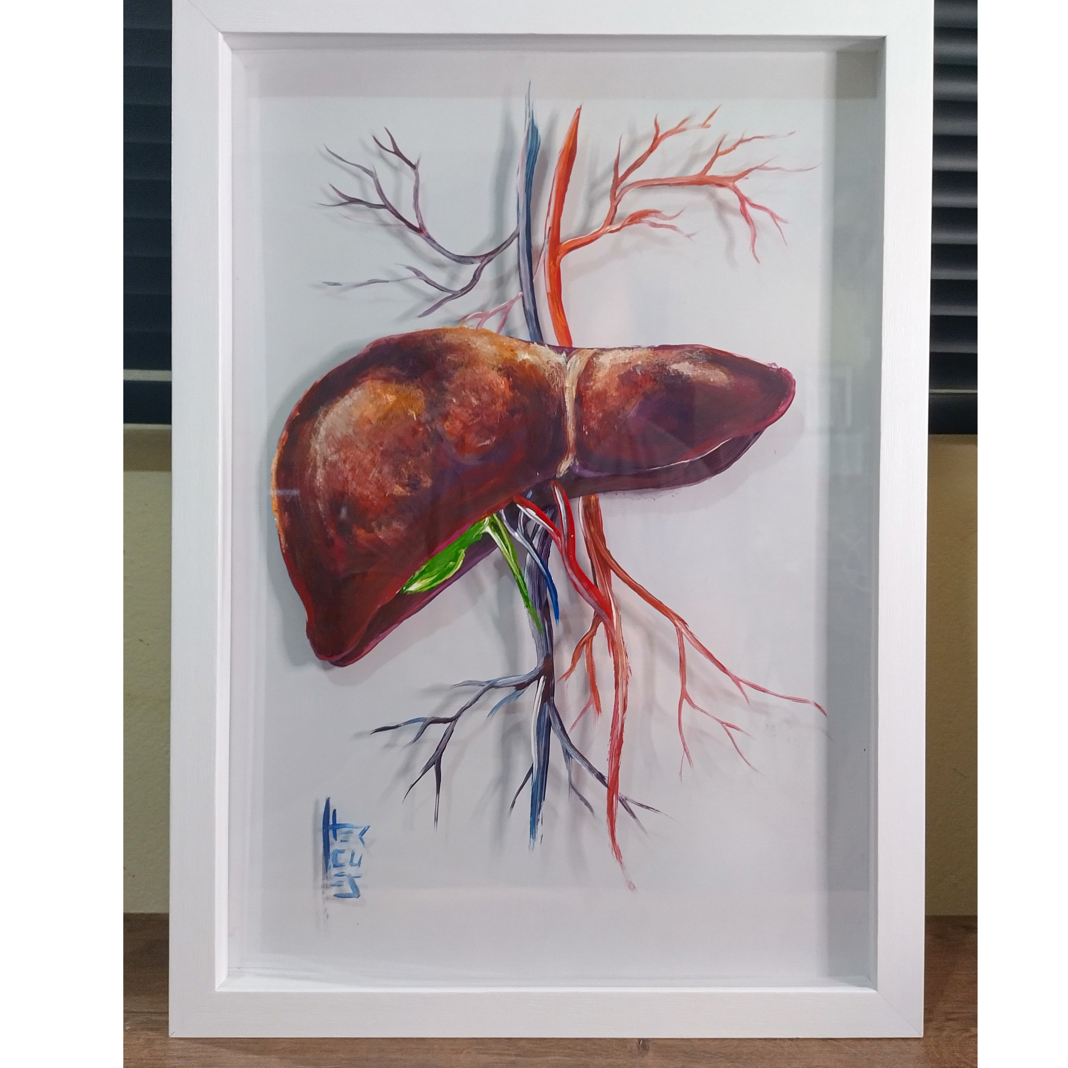 Pintura Anatomia: Fígado com parte do sistema sanguineo fundo branco