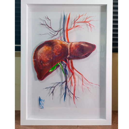 Pintura Anatomia: Fígado com parte do sistema sanguineo fundo branco